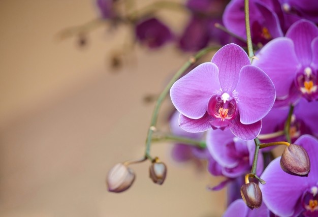 Orchid Market Appraise to Reach USD 7,051.3 Million by 2027 | Cal-Orchid Inc., Odom’s Orchids, Al’s Orchid Greenhouse, Waldor Orchids, Gubler Orchids